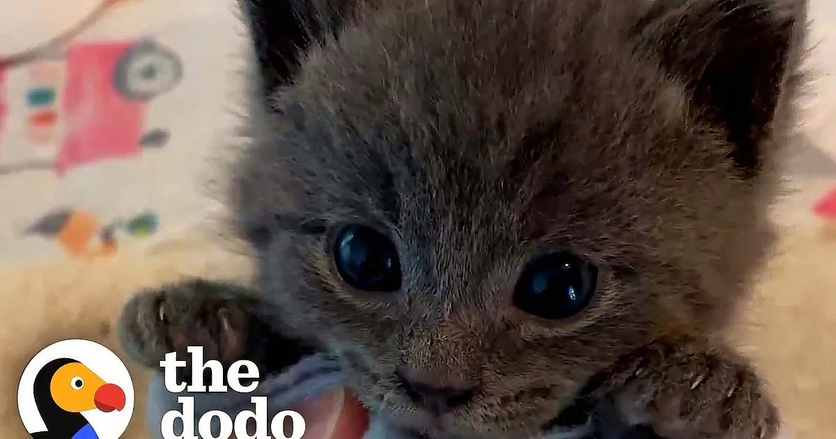 Tiny Kitten Who Won''t Give up Bottle Is Warming Hearts Everywhere