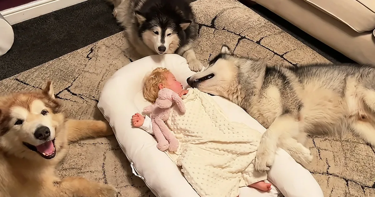 A baby lies on a pillow, wrapped in a blanket, surrounded by three huskies, one nuzzling the baby.