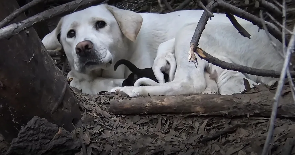 A white dog rests among branches and leaves, with a black object partially visible under its paw.