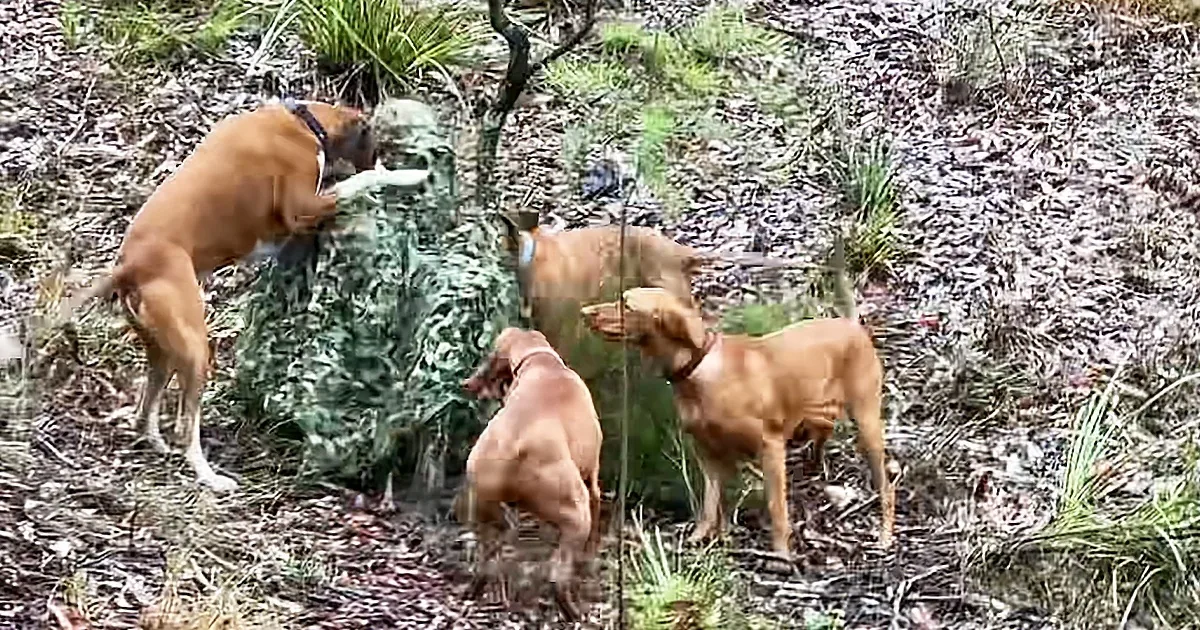Adorable ''Super Pack'' of Doggos Find Their Human Camouflaged in the Woods