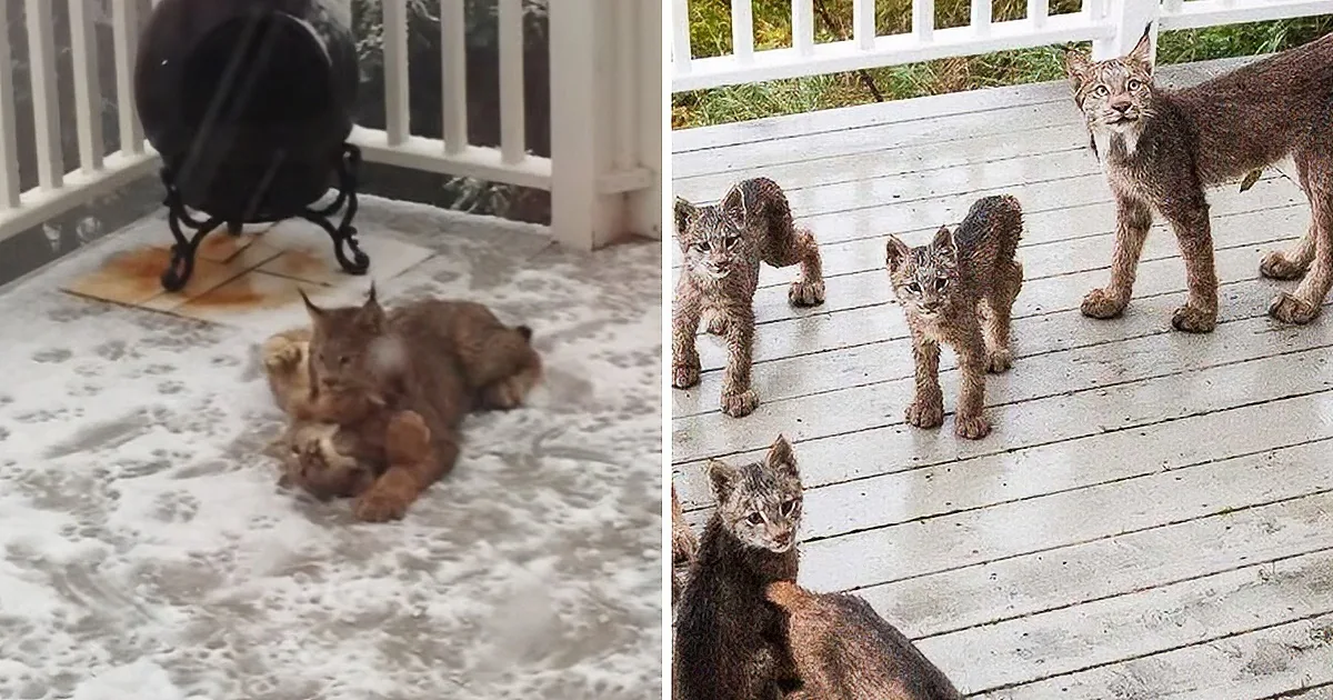 A mother lynx and her four kittens are on a porch, with the kittens playfully interacting.