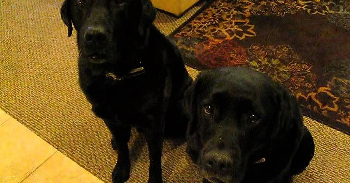 Two black Labrador Retrievers sit on a textured mat, looking up attentively.