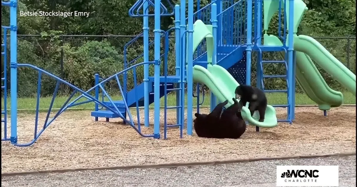 Two black bears are playing on a playground slide, one climbing up and the other sliding down.