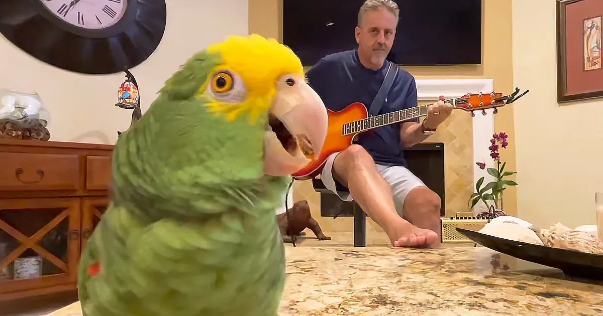 A vibrant green parrot with a yellow head perches on a countertop, facing a man playing a guitar in the background.