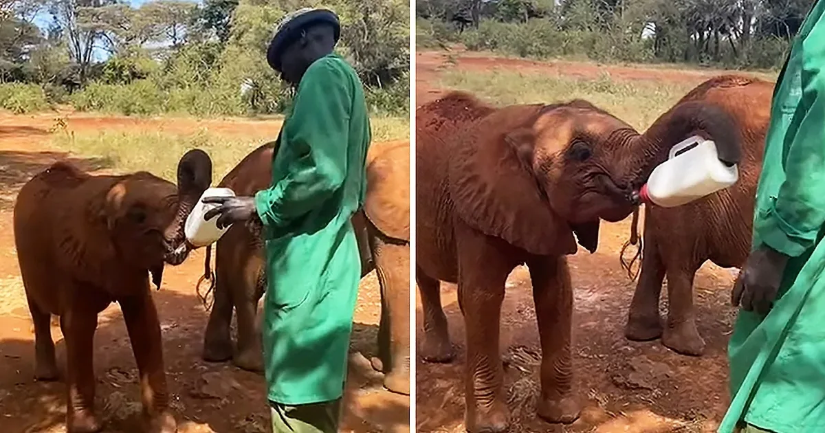 Orphaned Baby Elephant Learns to Hold Own Milk Bottle