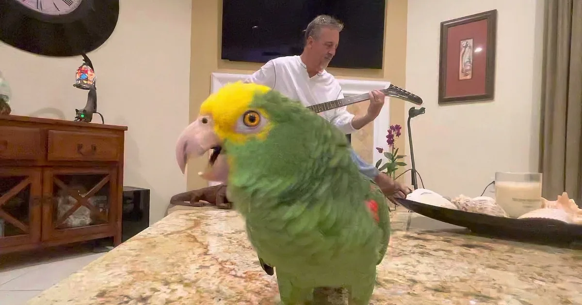 Singing Parrot Performs ''Surrender'' by Cheap Trick in Adorable Home Movie