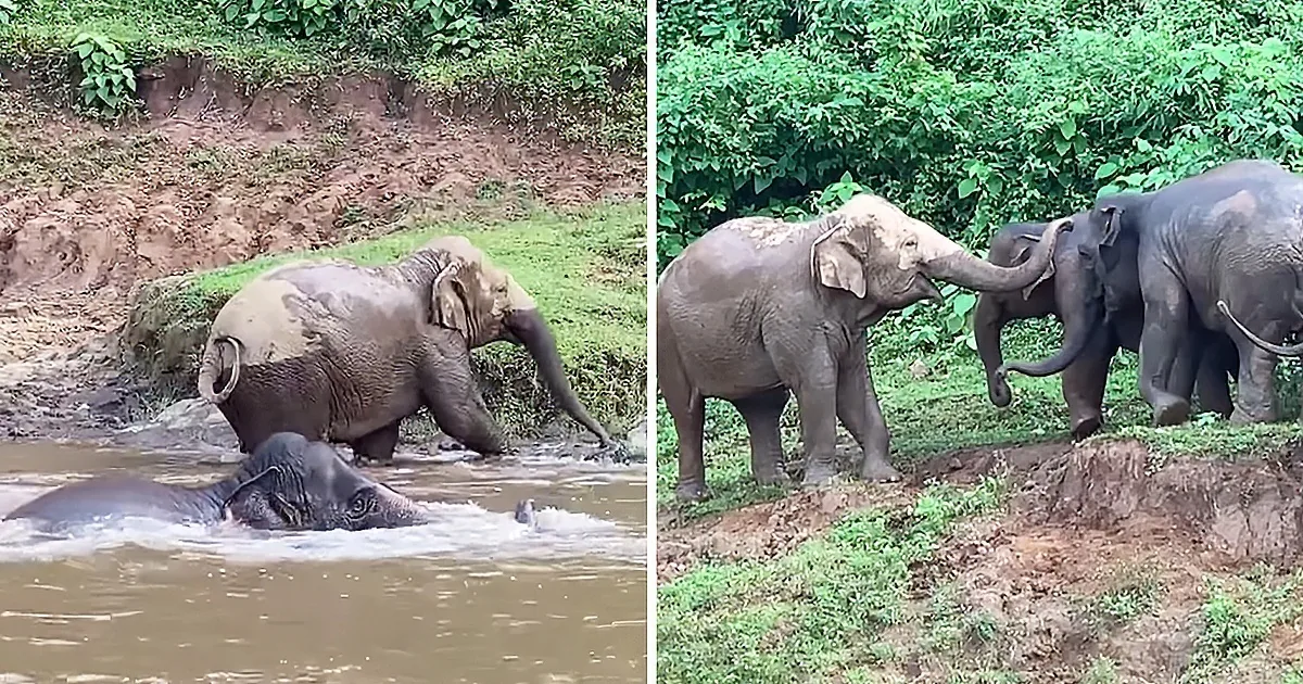 Mommy Elephant Rushes Through River to Intervene in Sibling Rivalry