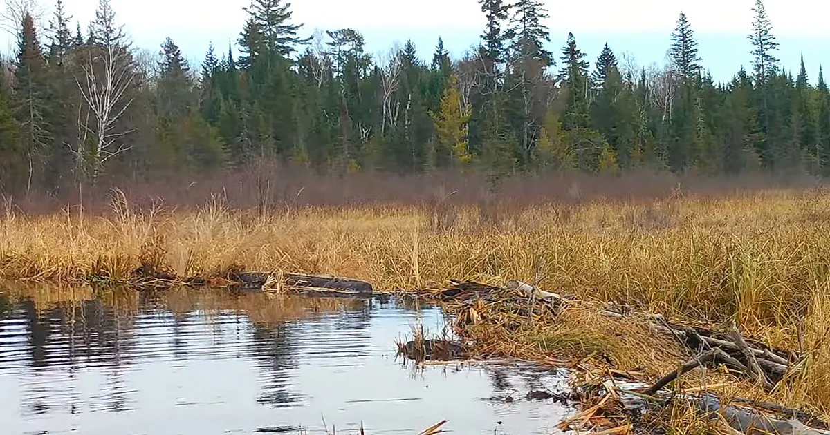 A serene wetland scene with a small stream, dry grass, and a dense forest of evergreen trees in the background.