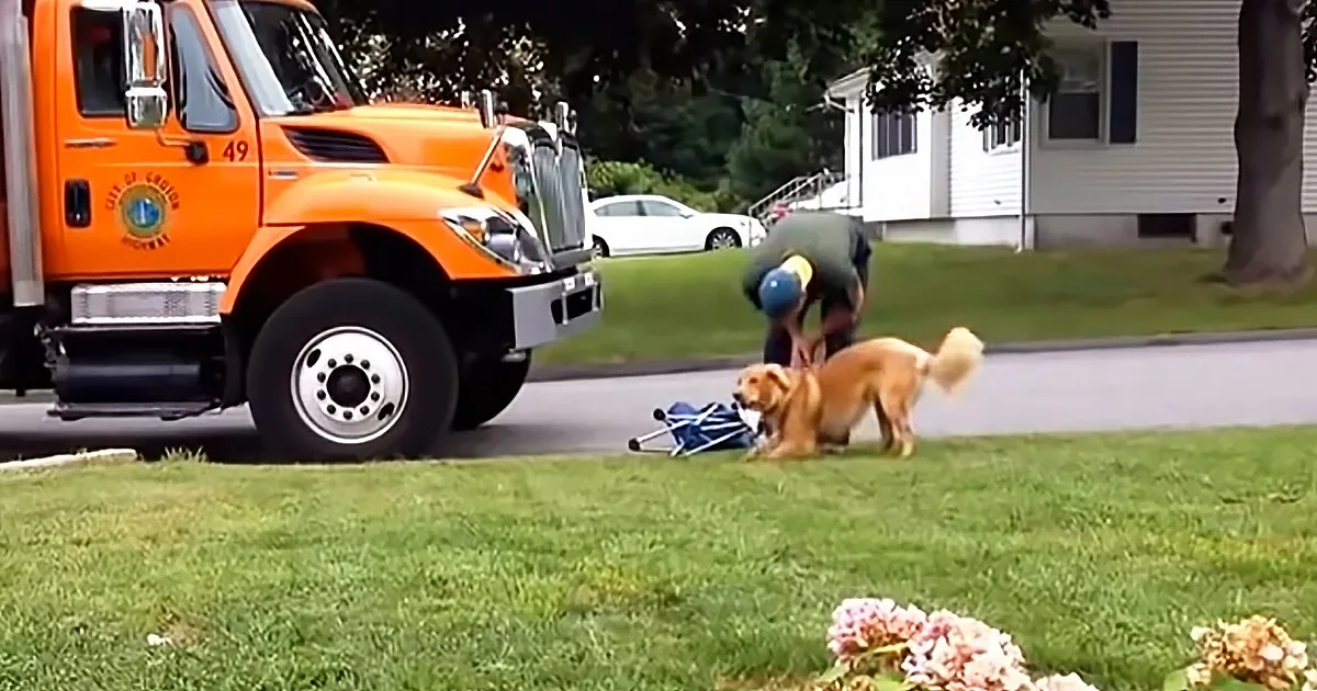 A golden retriever is interacting with a person near a truck on a residential street.