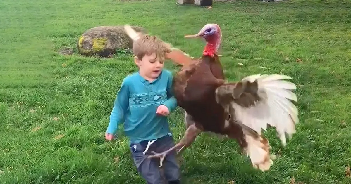 Funniest Turkeys Ever Caught on Cam