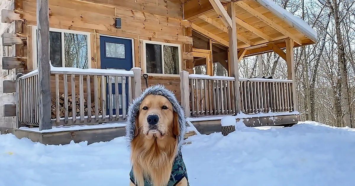 A golden retriever wearing a winter hat stands in the snow in front of a wooden cabin.