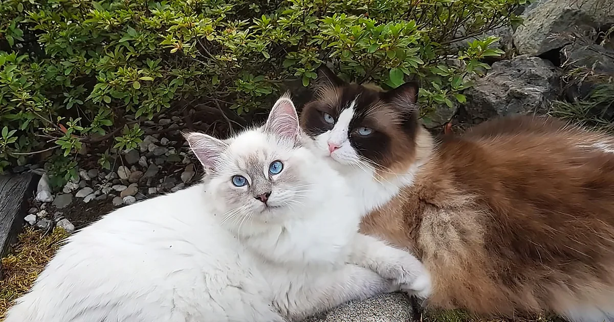 Two cats, one white with blue eyes, the other brown and white, rest together on a stone surface amidst greenery.