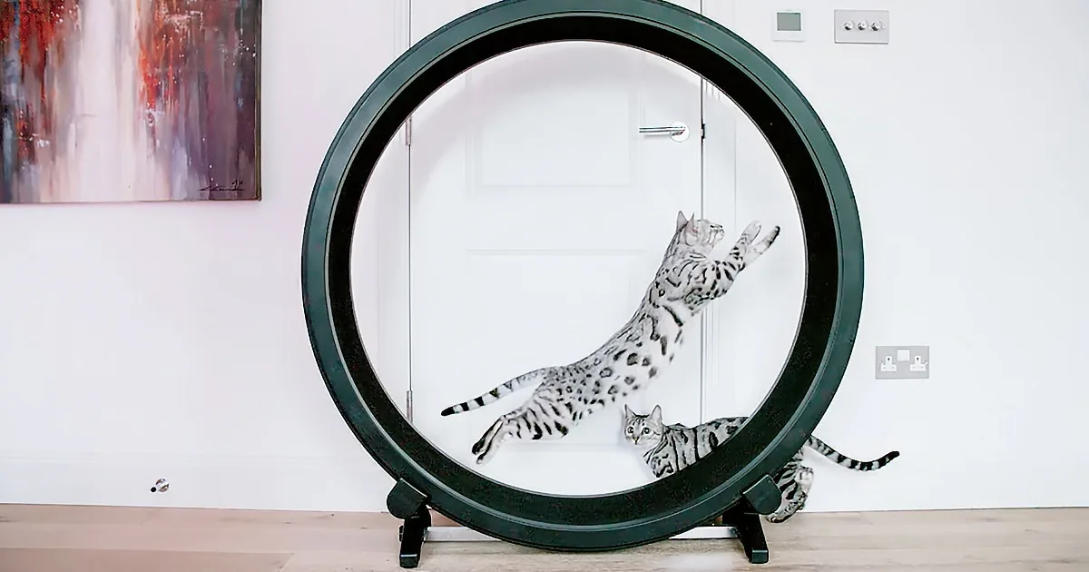 Two Bengal cats are inside a large circular exercise wheel, one stretching upwards.