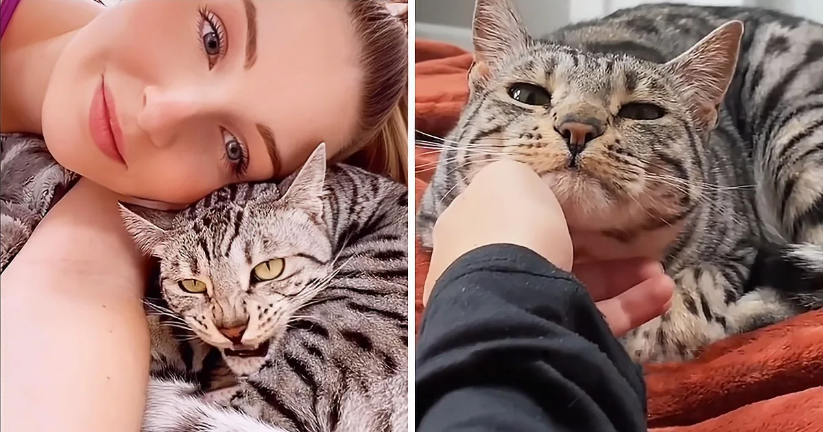 A person and a tabby cat are shown in close-up, with the cat being petted and looking relaxed.