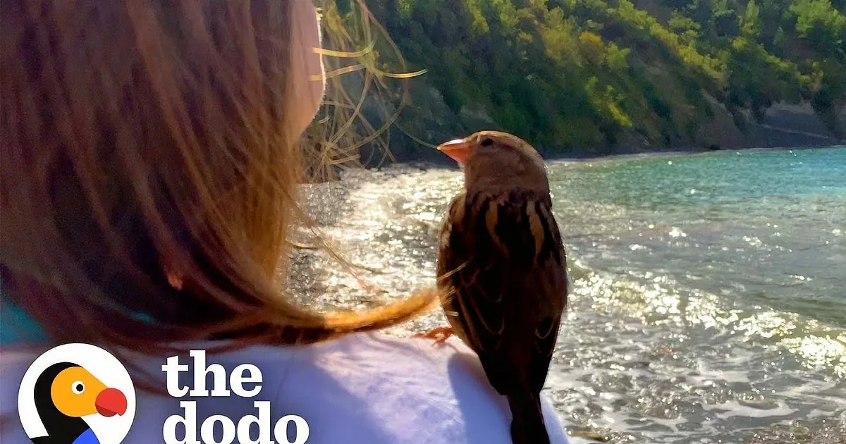 A sparrow perches on a person's shoulder near a sparkling body of water with a forested hill in the background.