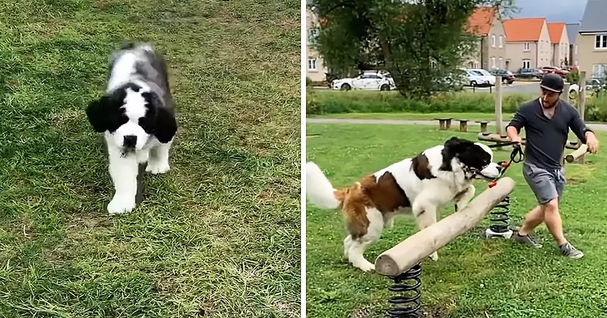 A black-and-white dog runs on grass, while a brown-and-white dog jumps over a spring-loaded log in a park.