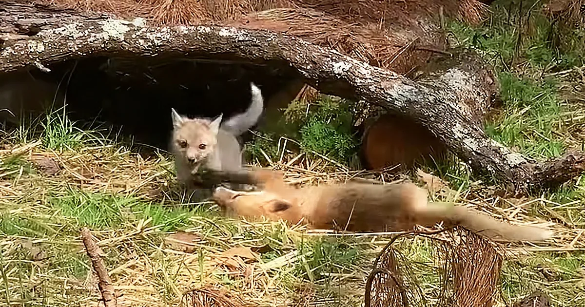 A fox cub lies on grass near a fallen log, with another fox partially visible behind it.