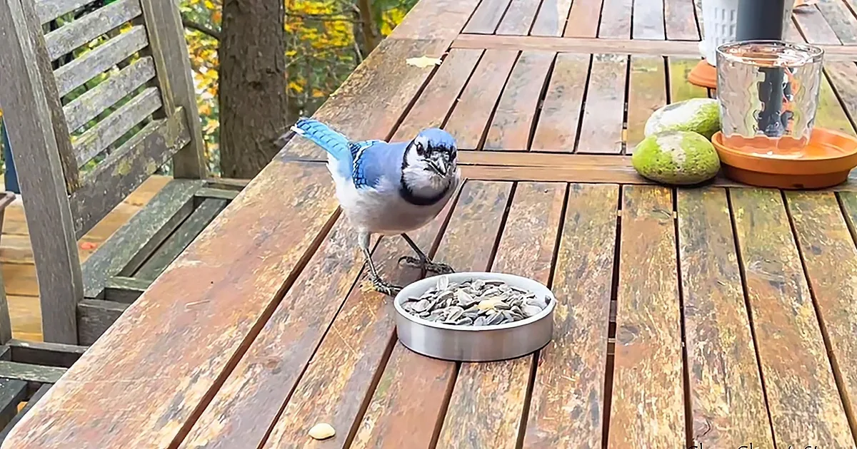 A blue jay perches on a wooden deck near a bowl of seeds, surrounded by autumn foliage.