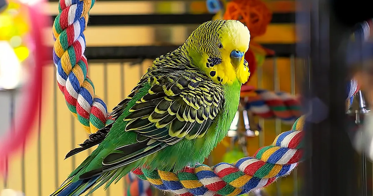 Cute Budgie Has Clever Tricks to Get Owner''s Attention