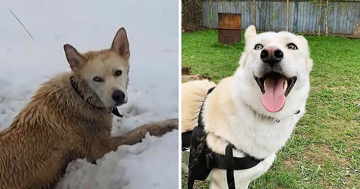 A dog, initially in the snow, later seen happy and panting in a grassy area with a harness.