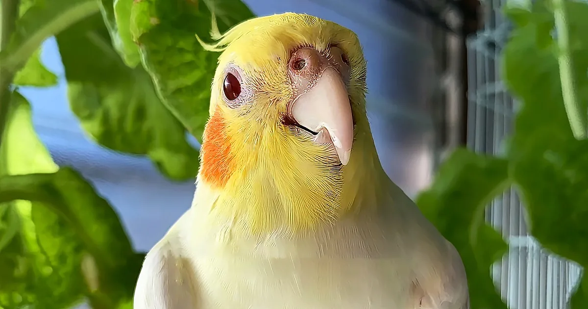 A yellow and white cockatiel with a red cheek patch perches amidst green foliage.