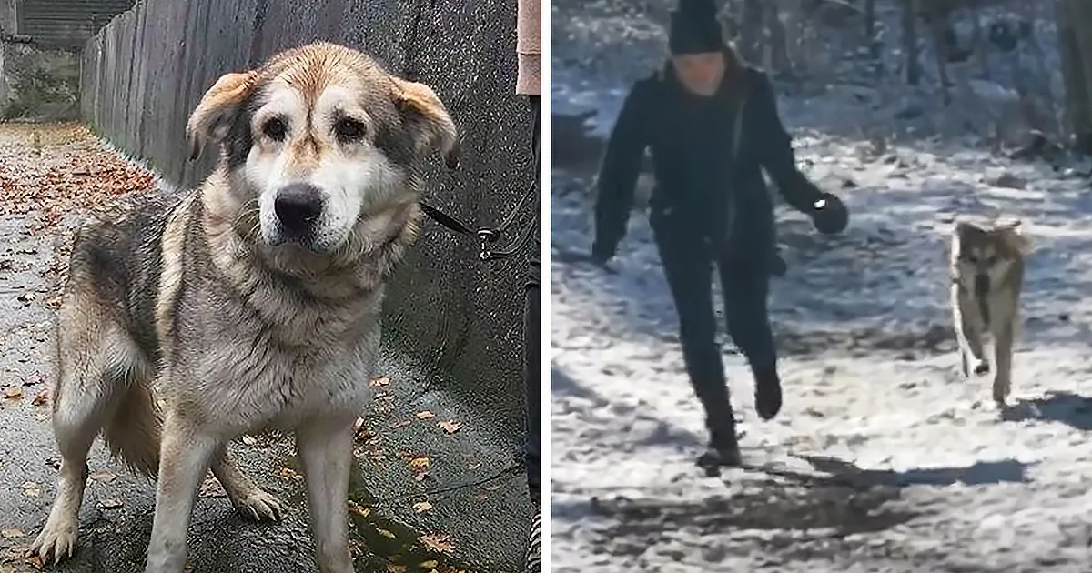 A dog stands on a leash, looking directly, while a person in dark clothing runs with another dog in a snowy outdoor setting.