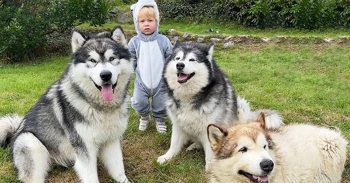 Adorable Baby Wears Husky Outfit, Thinks She''s One of the Huskies