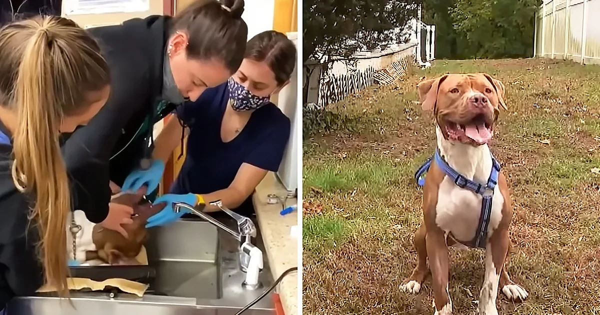 A happy dog in a harness sits in a grassy yard, while two women in a kitchen examine another dog.