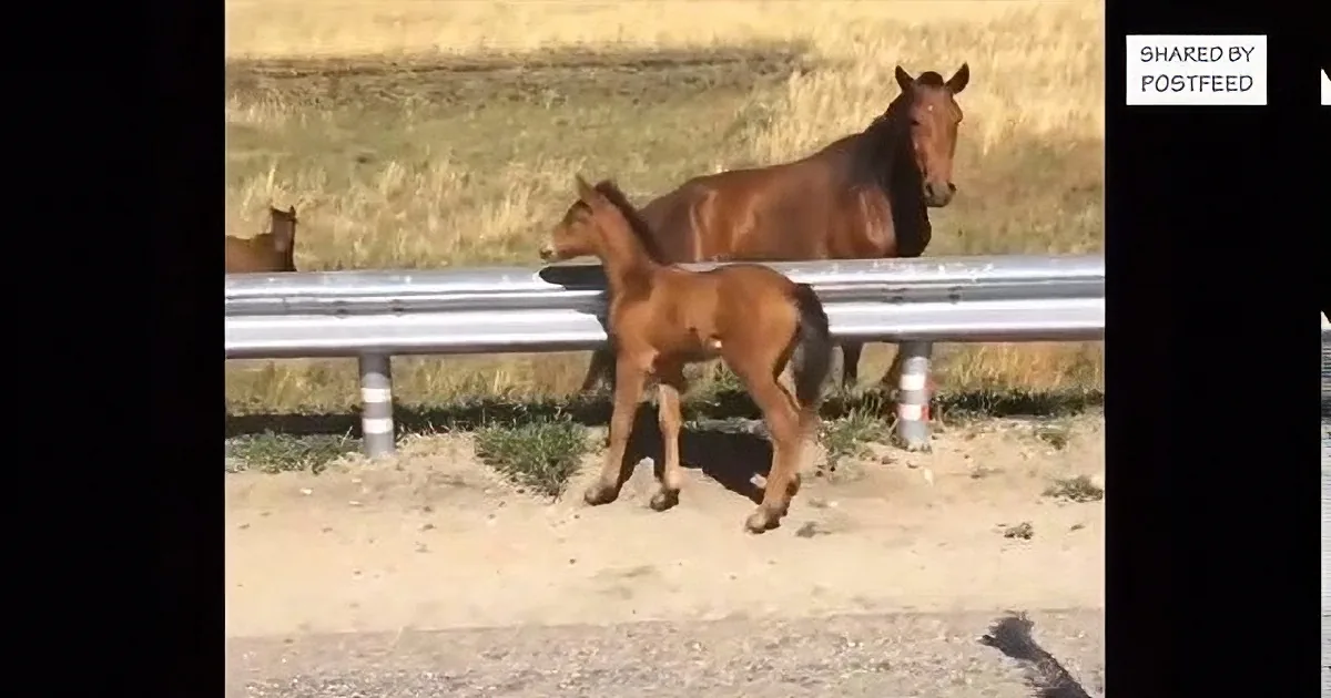 A brown horse and its foal stand near a guardrail on a grassy roadside.