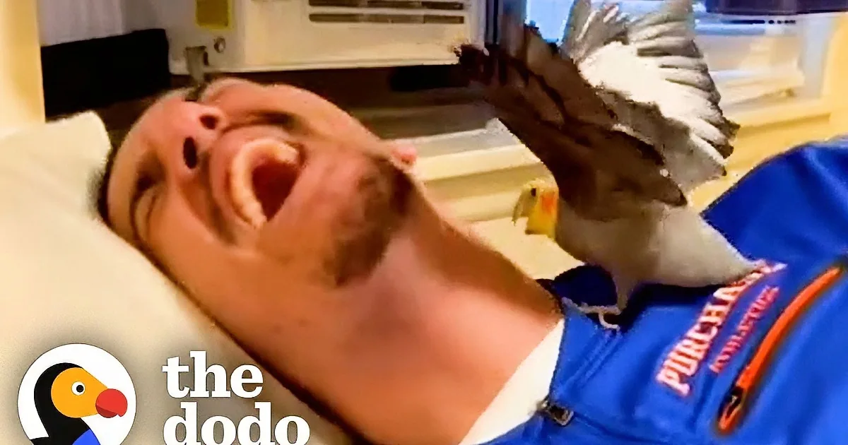 Woman''s Boyfriend Struggles to Befriend Possessive Bird With Hilarious Results