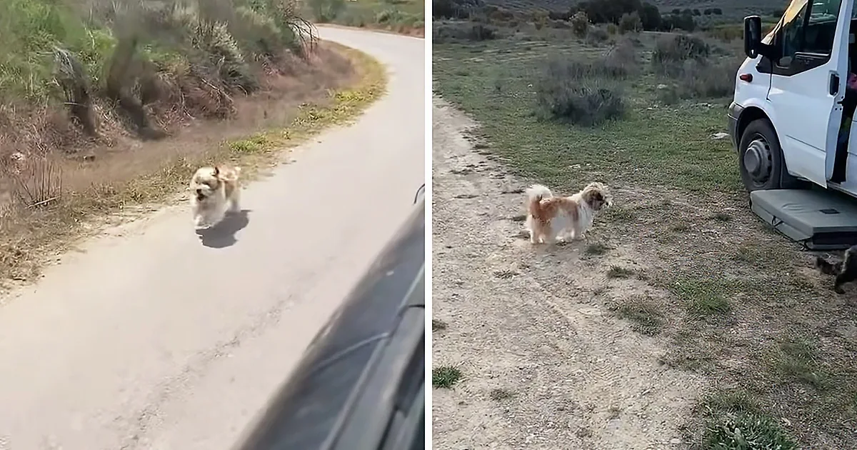 A small dog with a fluffy coat is walking on a dirt path, with a white van and open door visible nearby.