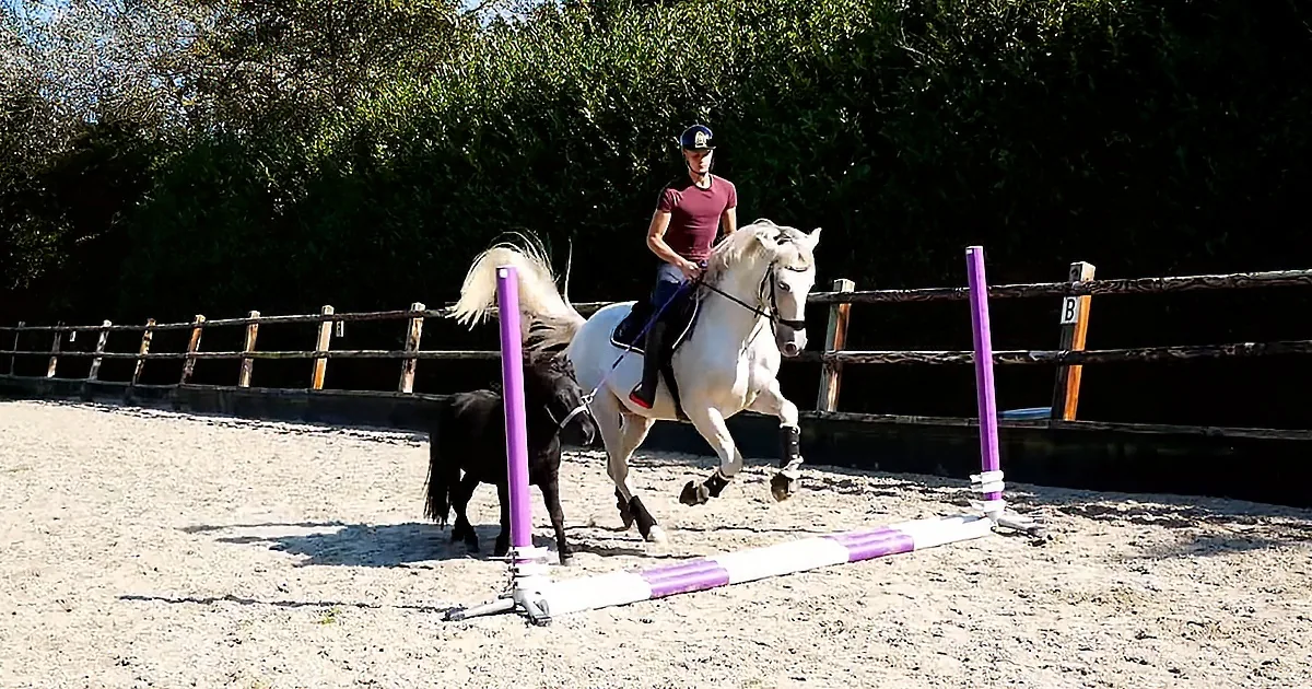 Man Jumps Two Horses at the Same Time in Mind Blowing Video
