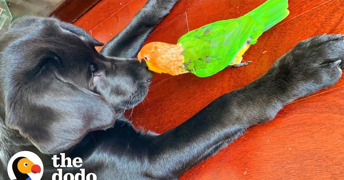 Attention Stealing Parrot''s Antics Earn Him the Title of ''Biggest Drama King''