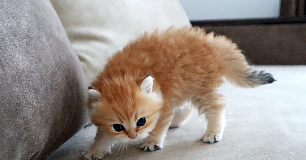 ''Dangerous'' Kitten Causes Cuteness Overload in Adorable and Funny Video