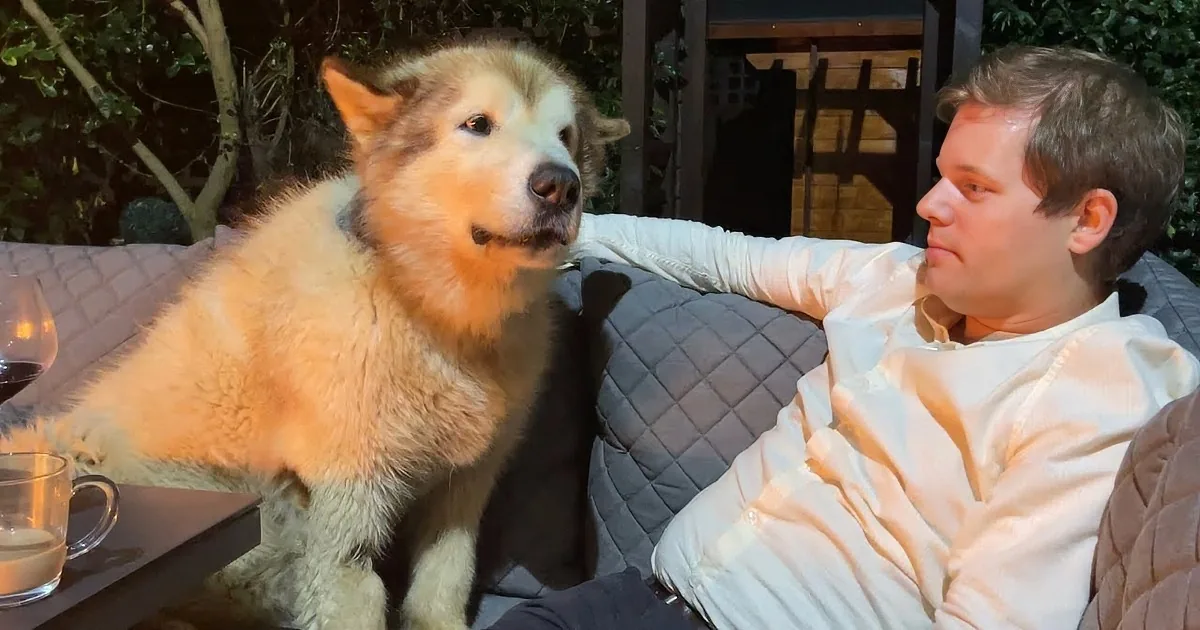 A man in a white shirt is sitting on a couch, petting a large, light-colored dog with a fluffy coat.
