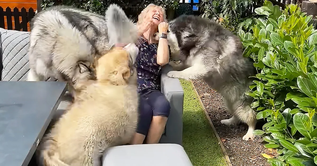 A woman sits on a bench surrounded by three large, fluffy dogs, one jumping up towards her.