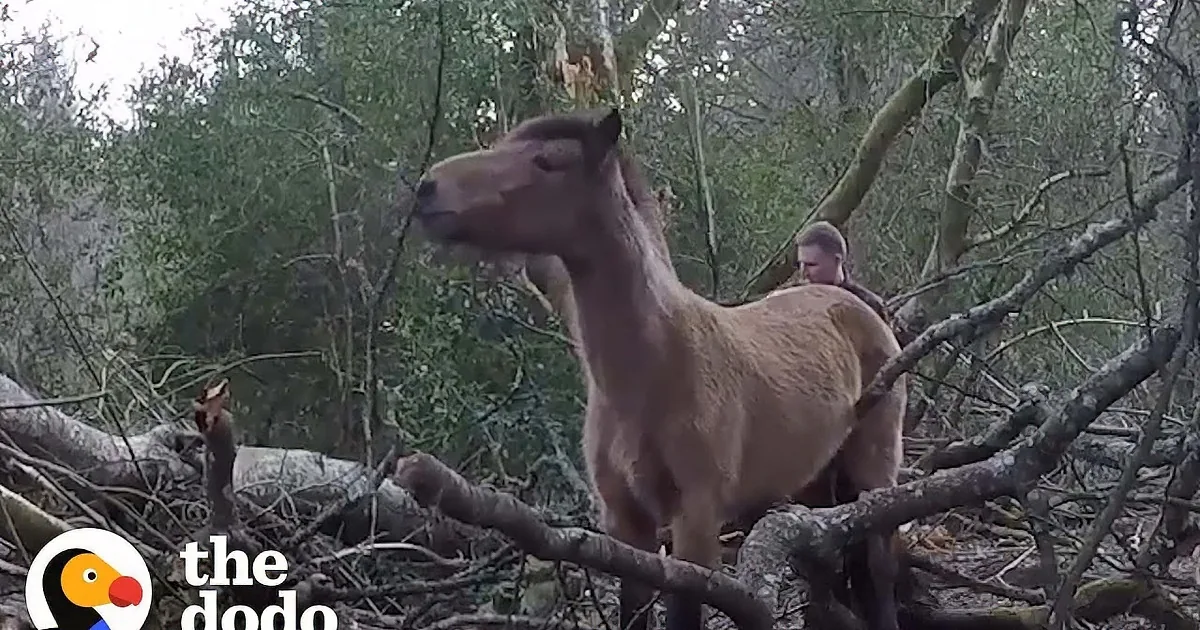 Pony Stuck Under Heavy Branches Rescued by Kind Man Passing By