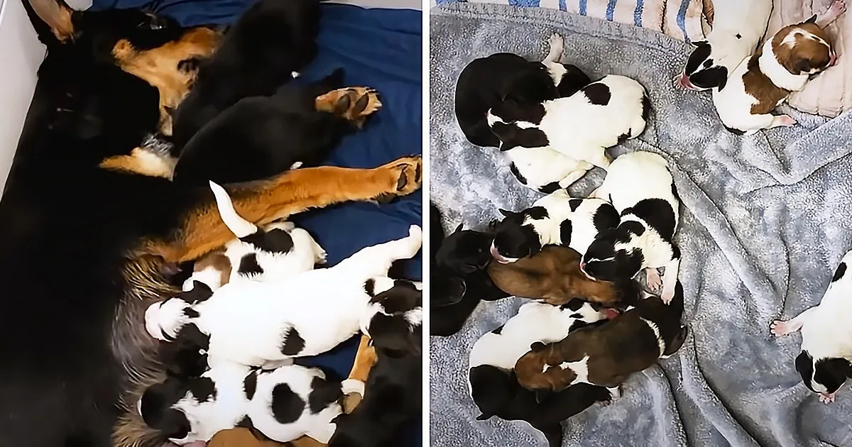 Rescued Pregnant Dog Gives Birth to Massive Litter of Pups