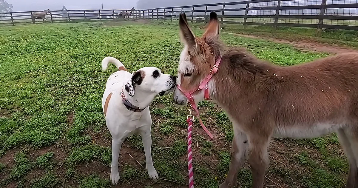 A white dog and a donkey are nose-to-nose in a grassy field, both wearing collars.