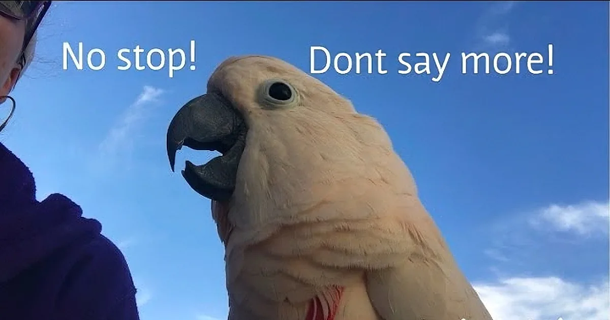 A white cockatoo with a red harness perches on someone's hand, set against a grassy background.