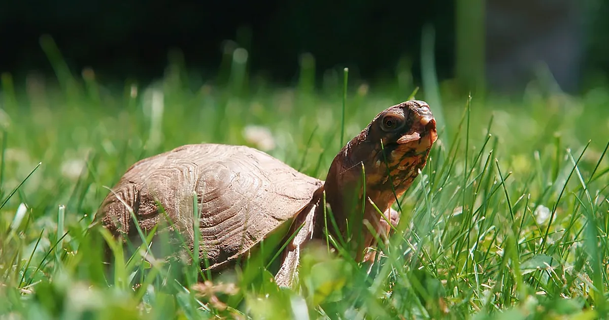 A tortoise with a brown shell and head in grass, looking up.