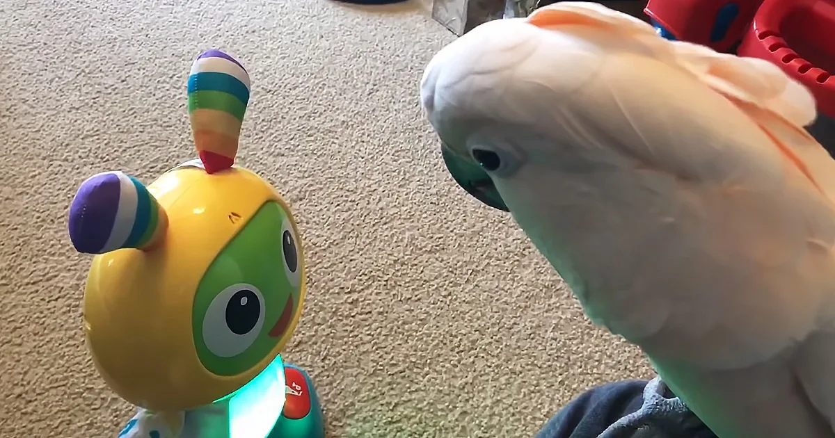 A white cockatoo looks at a colorful toy robot with a green face and purple feet on a carpeted floor.