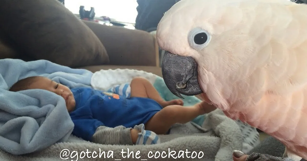 Intrigued Cockatoo Meets Human Mom''s New Baby