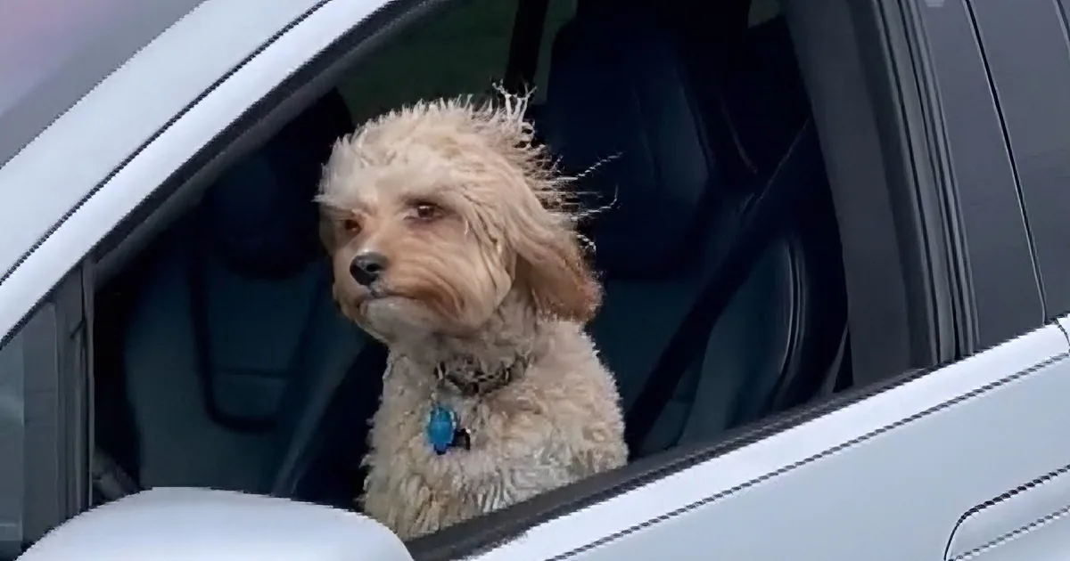 Tiny Dog Spotted in Driver''s Seat of Tesla With No One Else in the Car
