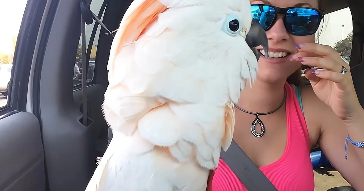 A large white cockatoo perches on a person's shoulder in a car, with the person smiling and wearing sunglasses.