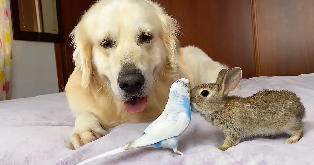 A golden retriever, a budgie, and a rabbit are together on a bed, seemingly interacting peacefully.