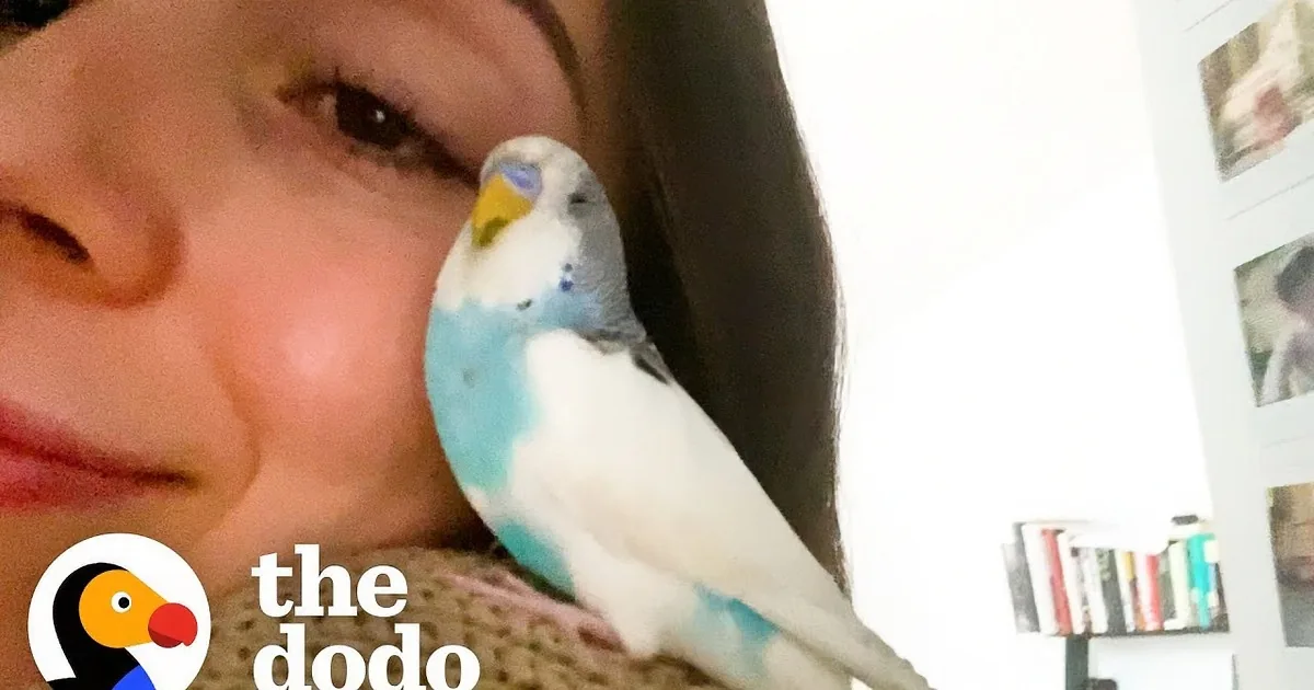 Caring Woman Adopts Tiny Lost Parakeet, and They Become Best Friends