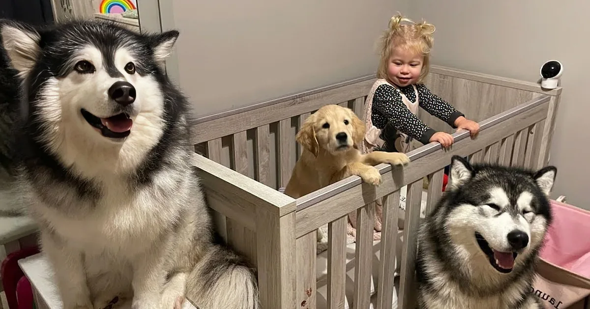 A husky dog sits on a bed, looking at a golden retriever and a child standing behind a crib.