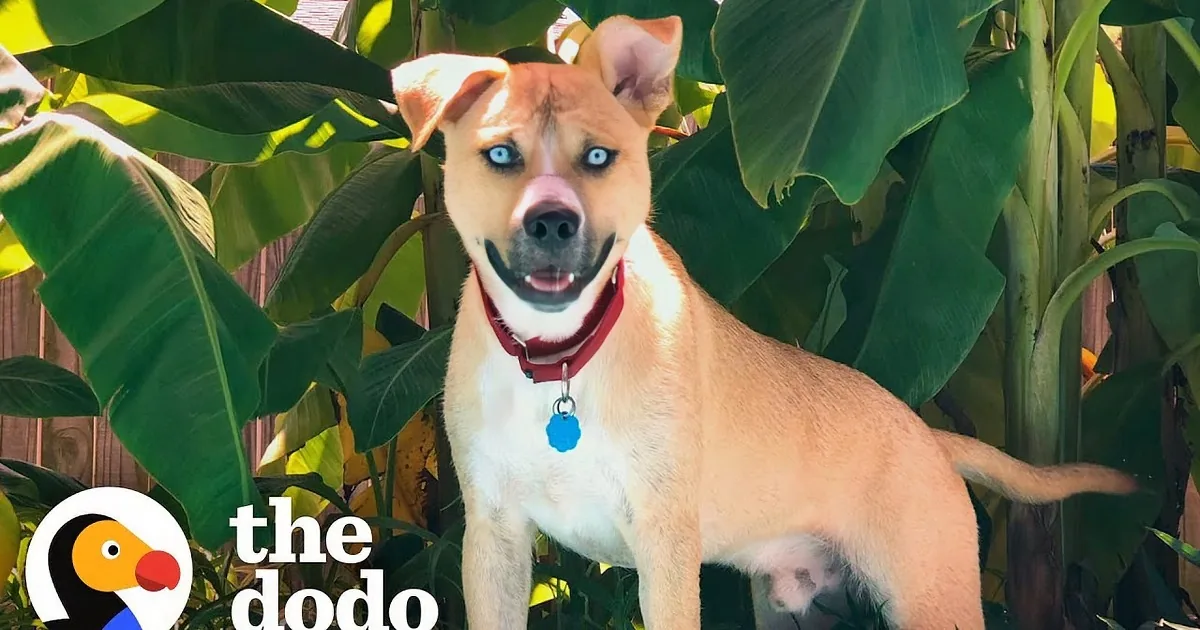 Woman Writes Hilariously Honest Adoption Post for Adorably Eccentric Foster Dog