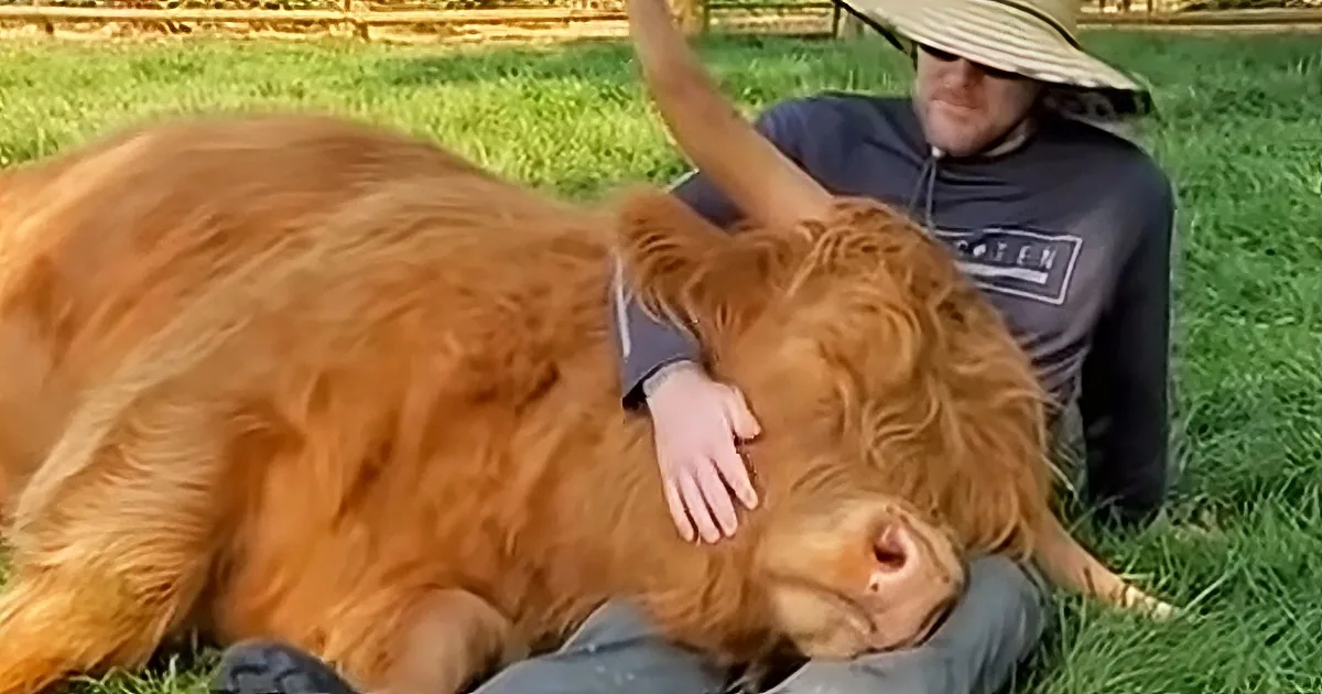 A man wearing a straw hat pets a relaxed, golden Highland cow lying on grass.